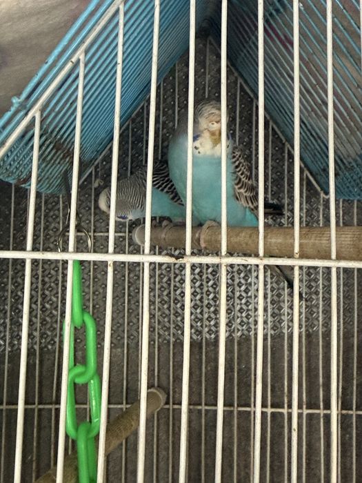 1 femeaa periquitos australianos com gaiola e comedouro
