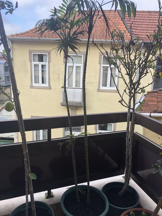 Vendo planta natural