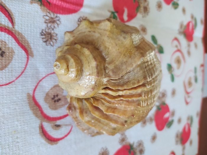 Большая морская раковина 70 годов СССР.