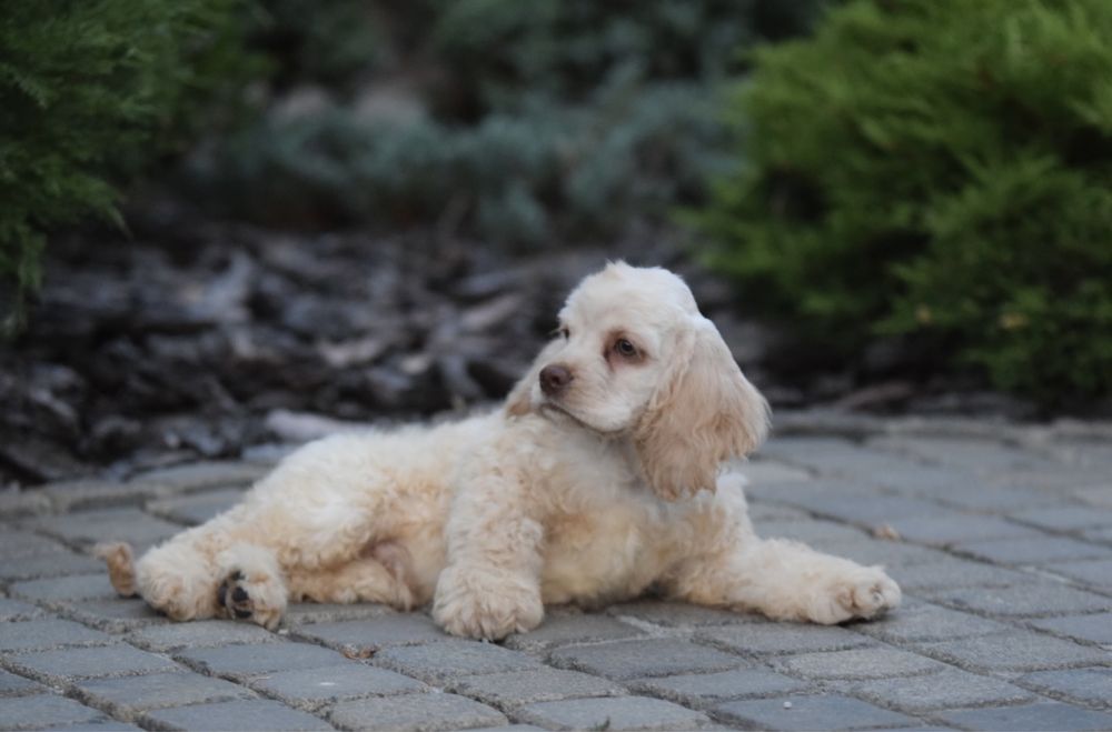 Американский Кокер Спаниель. Щенок. Щенки.