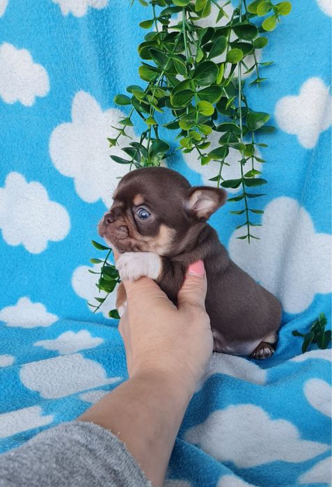 Excecional mini menino Chihuahua/Chiuaua de Qualidade,LinhagemRussa