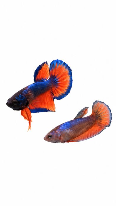 Diversidade de Bettas importados