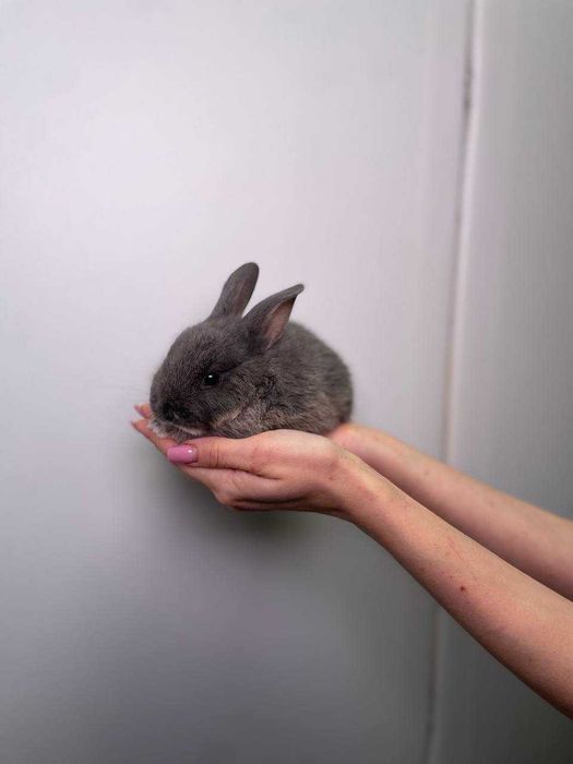 Маленькі кролики до Святого Миколаю, ідеальний подарунок для дітей