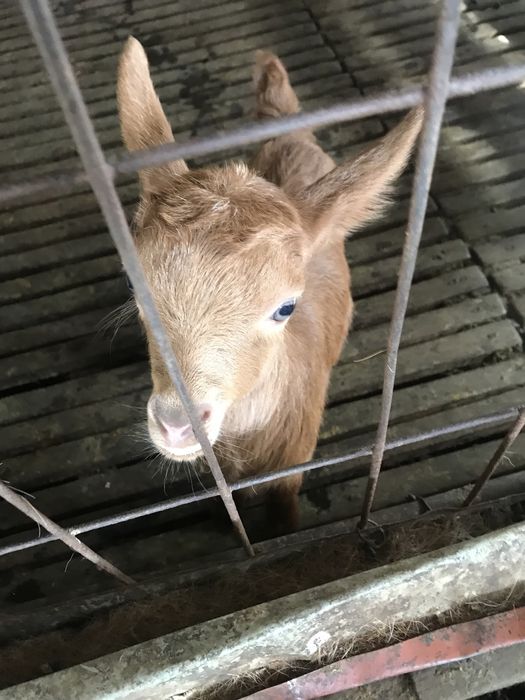 Vendo cabrita com 12 dias para acabar de criarven
