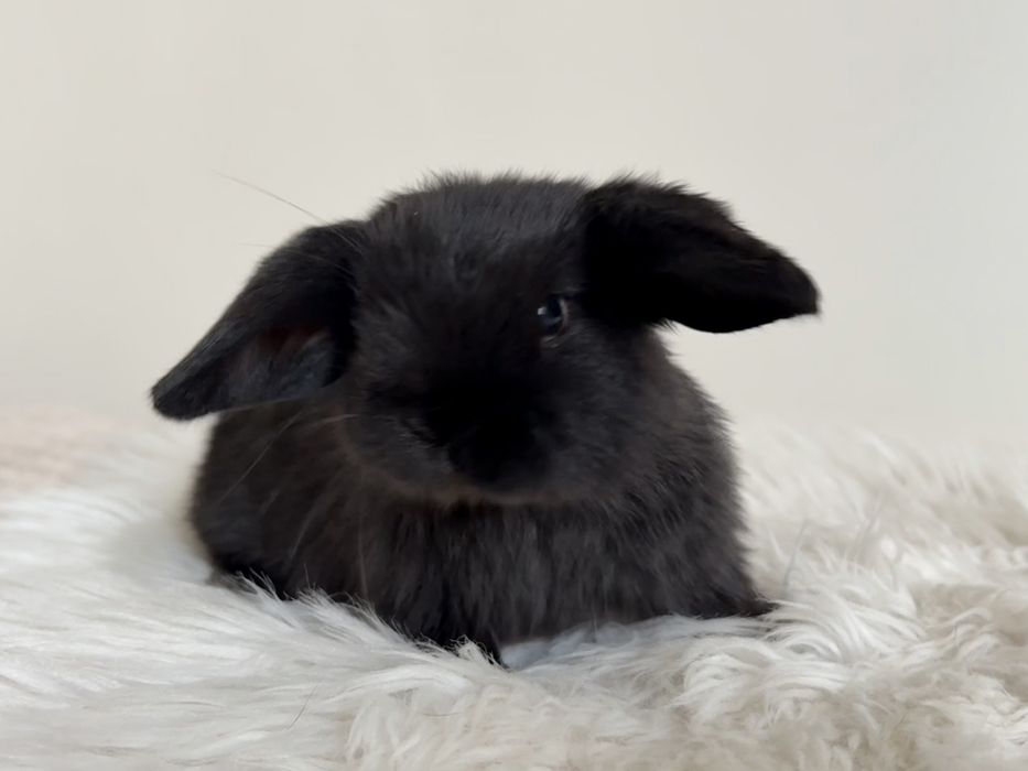 Króliki baranek miniaturka karzełek mini lop. Cena CAŁKOWITA.