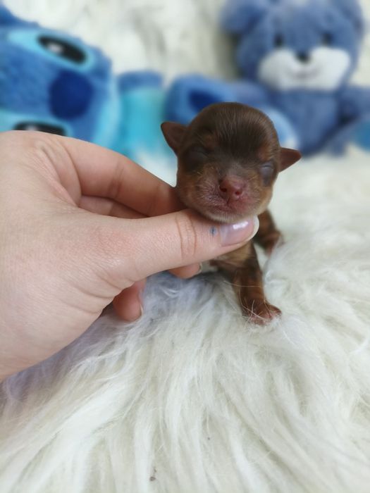 Śliczny chłopczyk Chocolate tan Yorkshire terrier