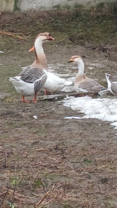 Продам гусей .серых