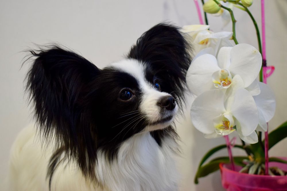 Папильон девочка