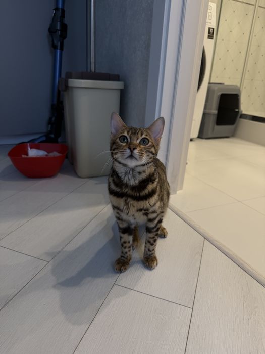 Бенгальська кішка