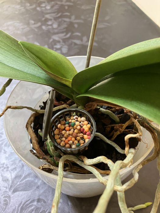 Doseador de Fertilizante para Orquideas e Outras Plantas