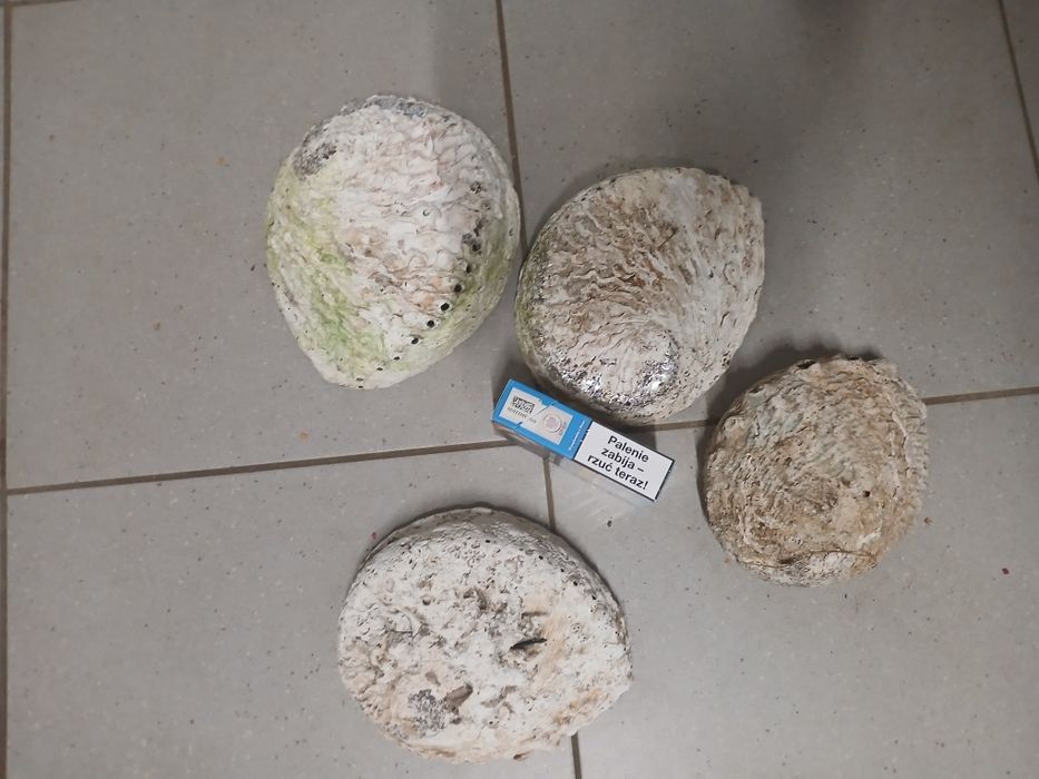 Abalone muszle 4 sztuki