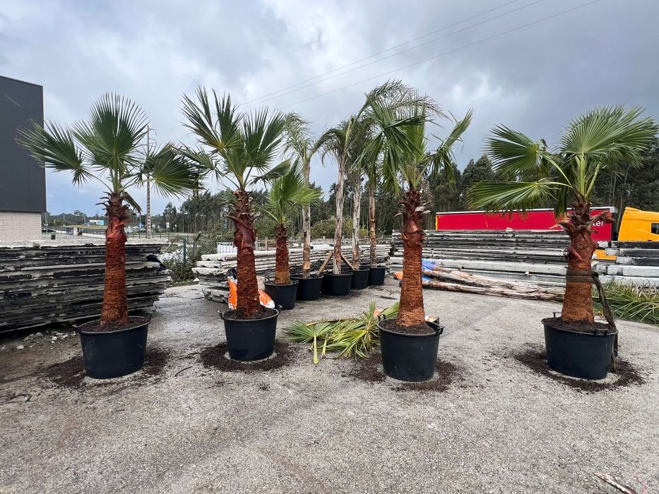 Washingtonia Palmeira