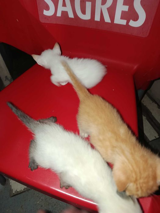 Gatinhos bebés 1 mês