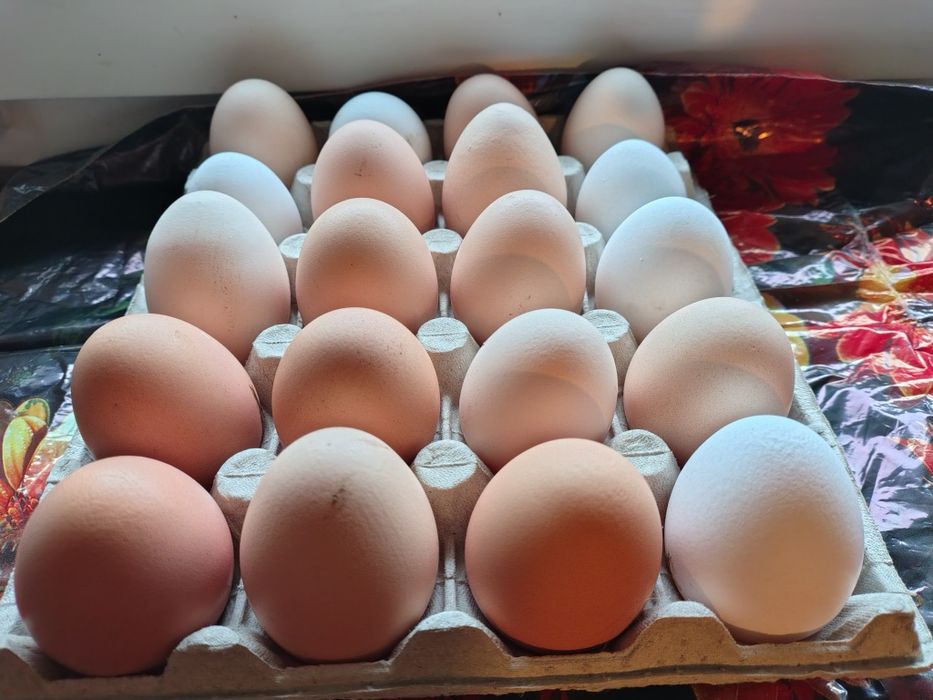 Jaja wiejskie od kur z wolnego wybiegu.