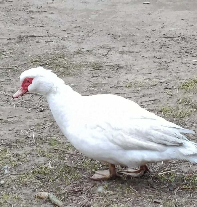 Sprzedam Kaczki Francuskie