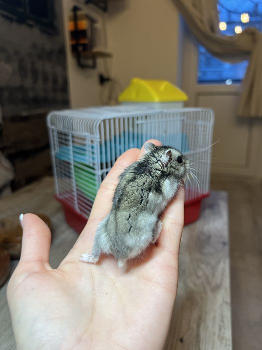 Джунгарський хомʼяк (джунгарик)