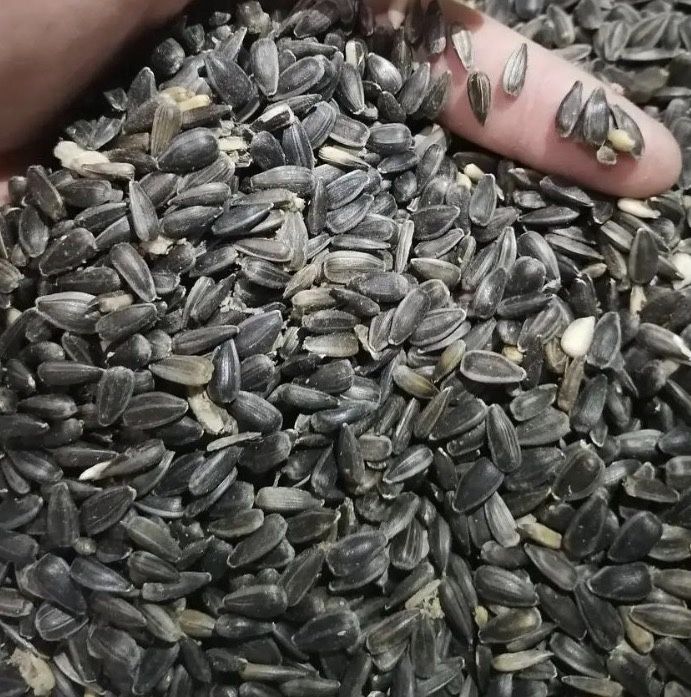 Соняшник. 50 тонн. Ціна Договірна