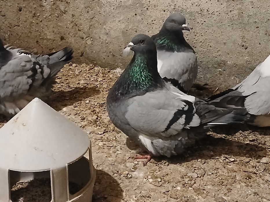 Mondain, Mondainy likwidacja hodowli