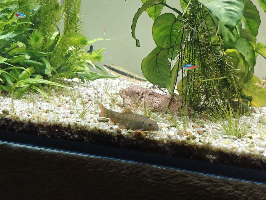 Oddam rybki akwariowe - kosiarki