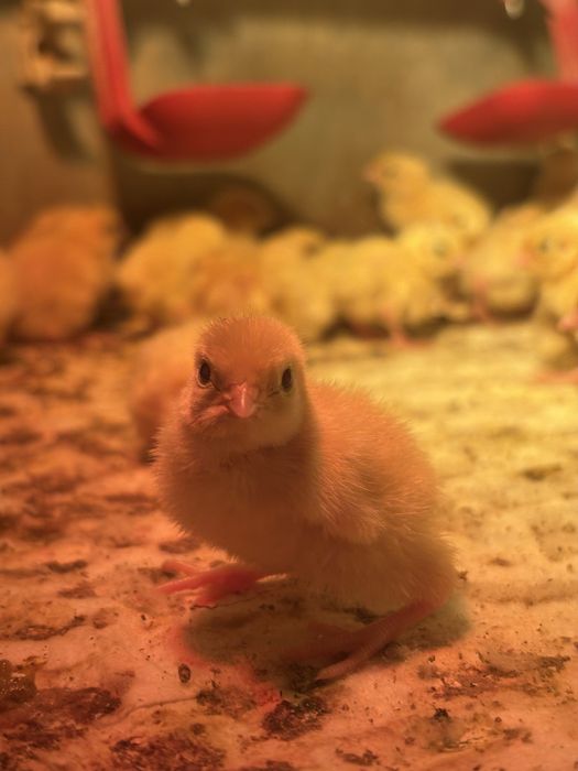 Добові перепели Техасці (білий бройлер). Доставка по області