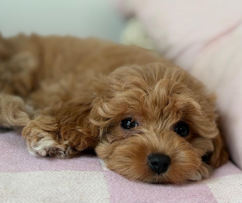 śliczna dziewczynka  maltipoo