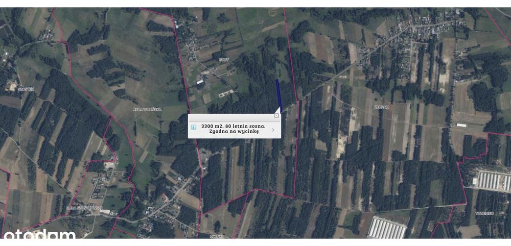 Las sosna 3300 m², 80-letni drzewostan | Dojazd asfaltowy | Do wycinki - Widok 4