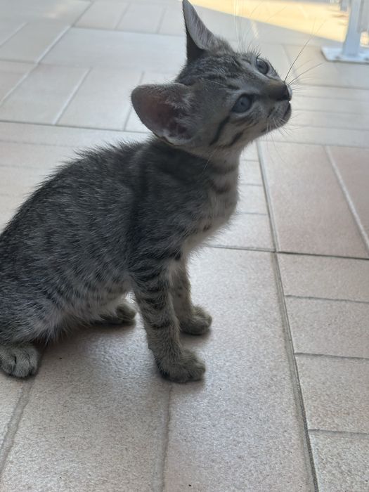 Gatinhas em adoçao