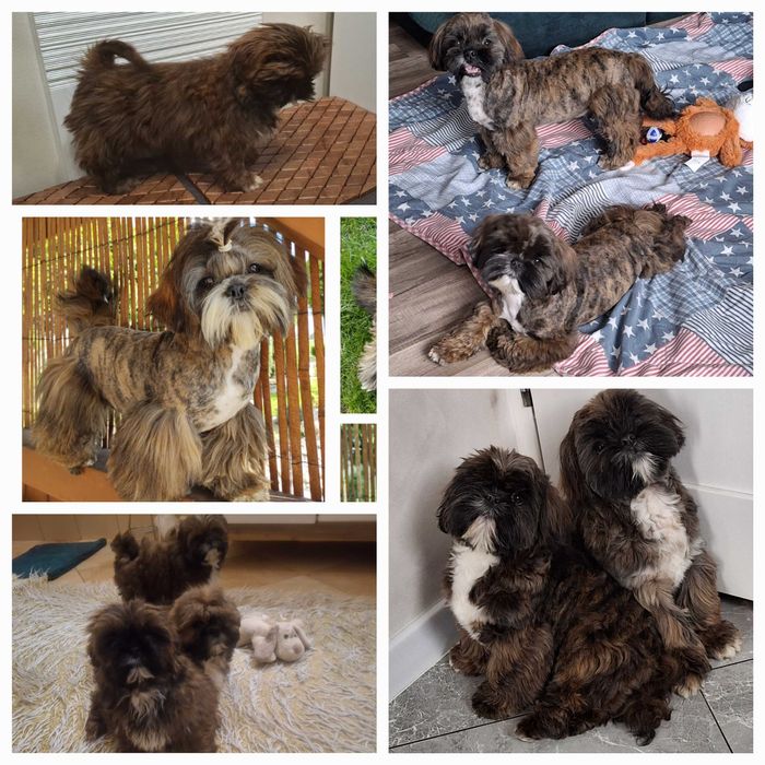 Pręgowany piesek rodowód wyprawka