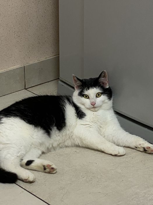 Віддамо котика в хороші руки