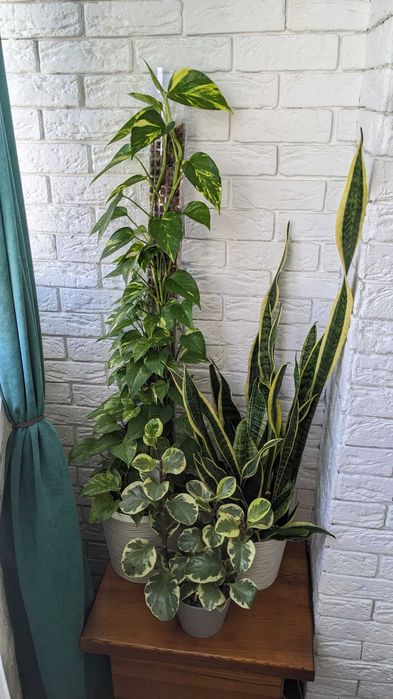 Сциндапсус епіпремнум  Марбл Квін  Глобал Грін Голден Марбл Квин Потос