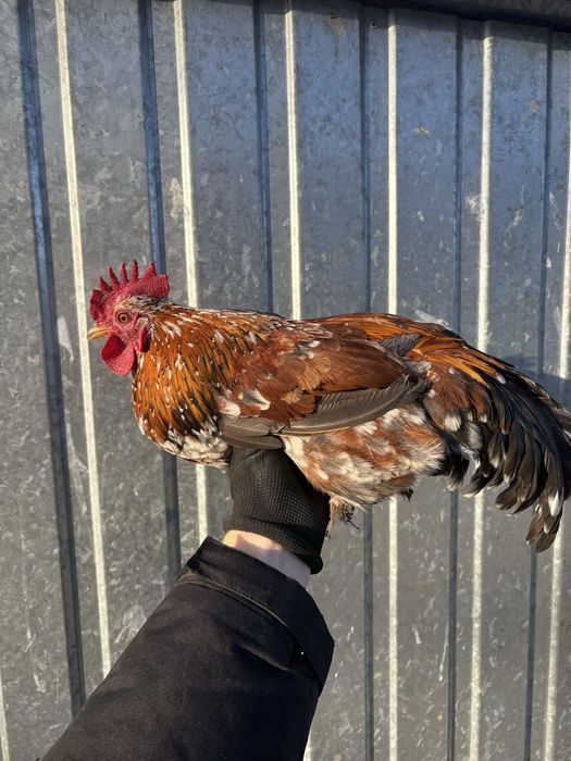 Koguty miniatury – własna rasa | Zamiana lub sprzedaż