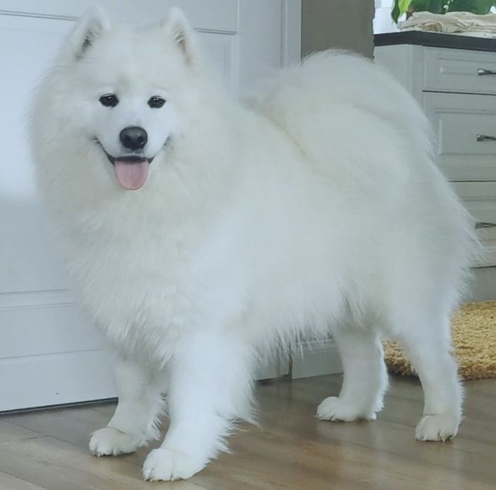 Samoyed 10 tygodni