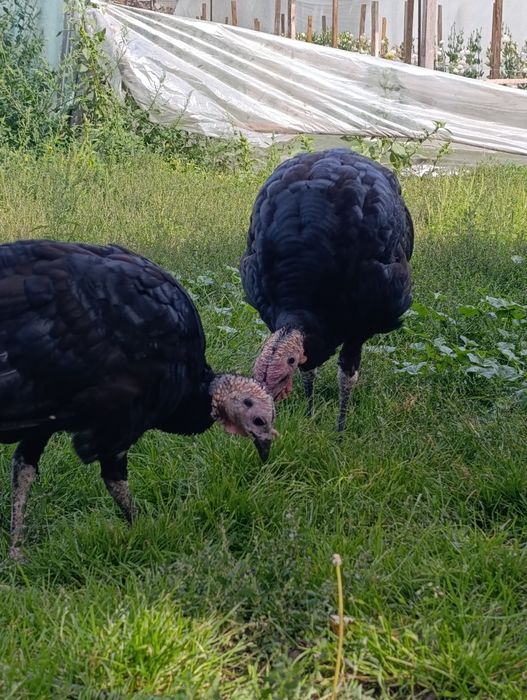Індики 4 міс 1 самець 3самки