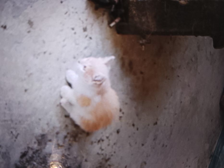 Продам или отдам котят