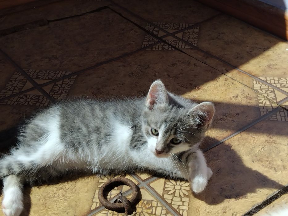 віддамо маленького котика