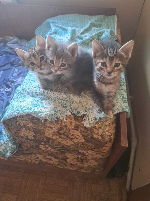 Шукаю родину для кошенят
