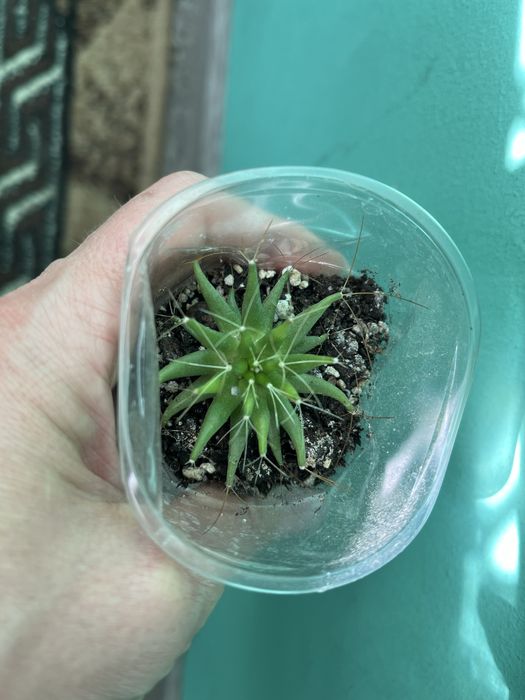 Кактуси маленькі й великі