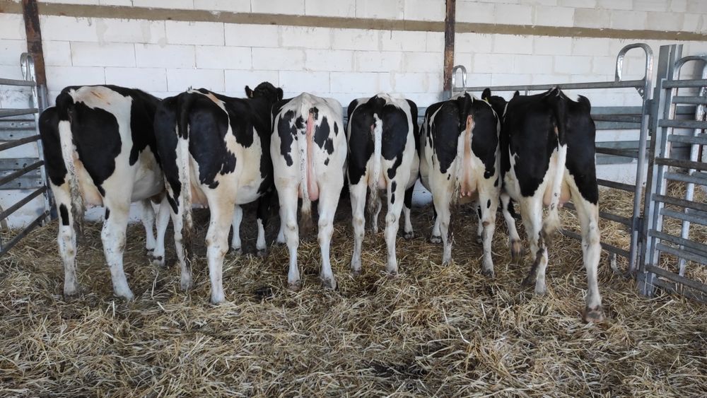 Jałówki cielne pierwiastki  krowy HFHO Import