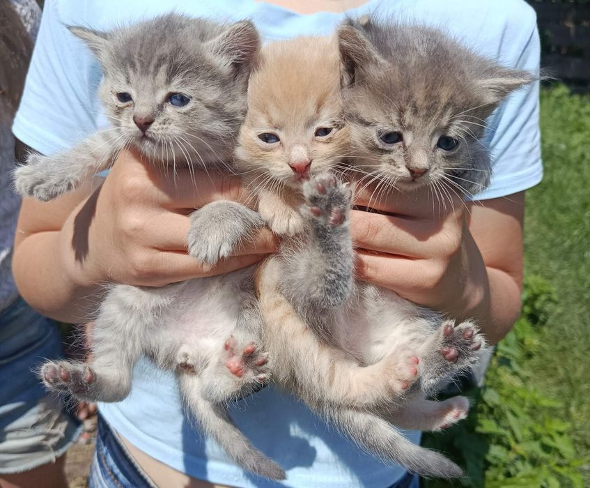Кошенята хлопці та дівчата