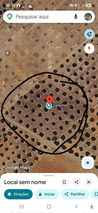 Veda de olivais em zona de regadio serpa
