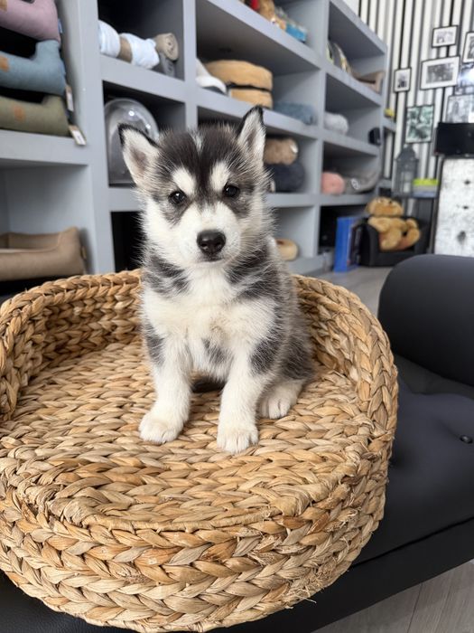 Husky menino top