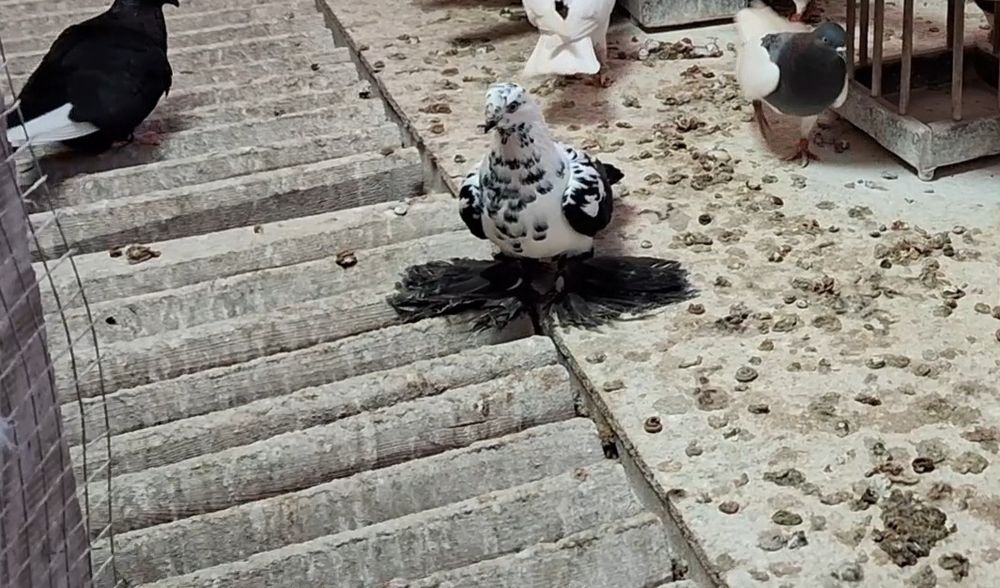 Widyn, widyny czarne