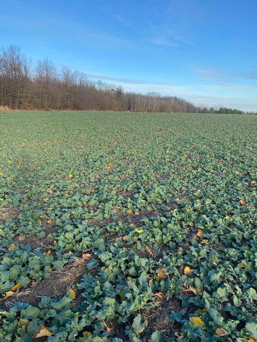 Продам пай 4 га Порозове, казковий краєвид, оточений лісом