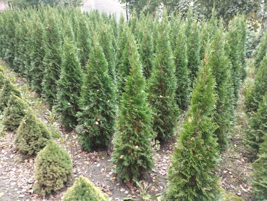 Tuja szmaragd świerk srebrzysty pospolity Świerk biały Daisy 50 cm
