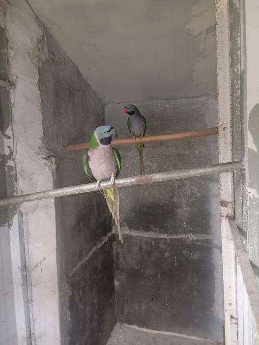 psittacula derbiana fêmea adulta