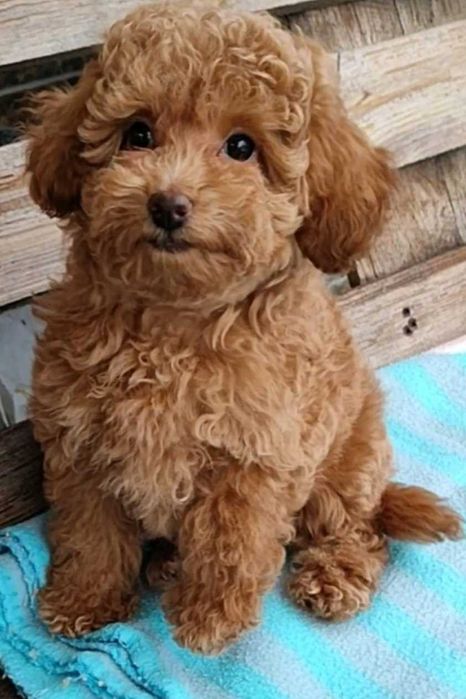 Девочка той пудель.