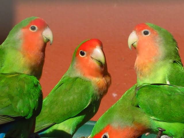 Agapórnis domésticados