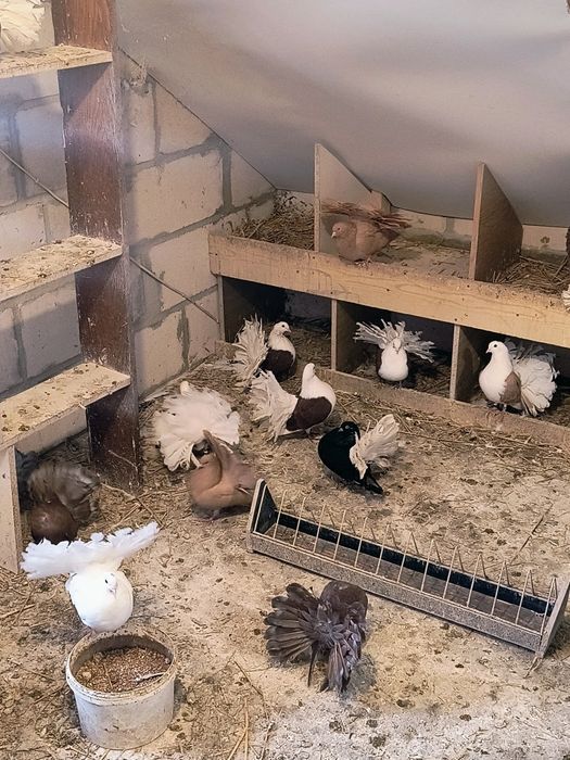 Gołębie pawiki pary i pojedyńcze sztuki