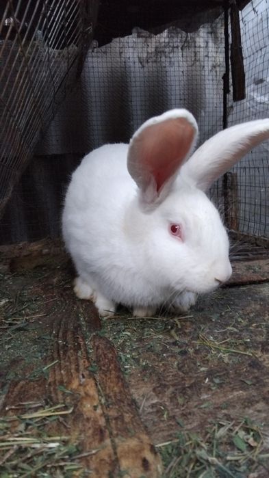 Кролик  молодий.