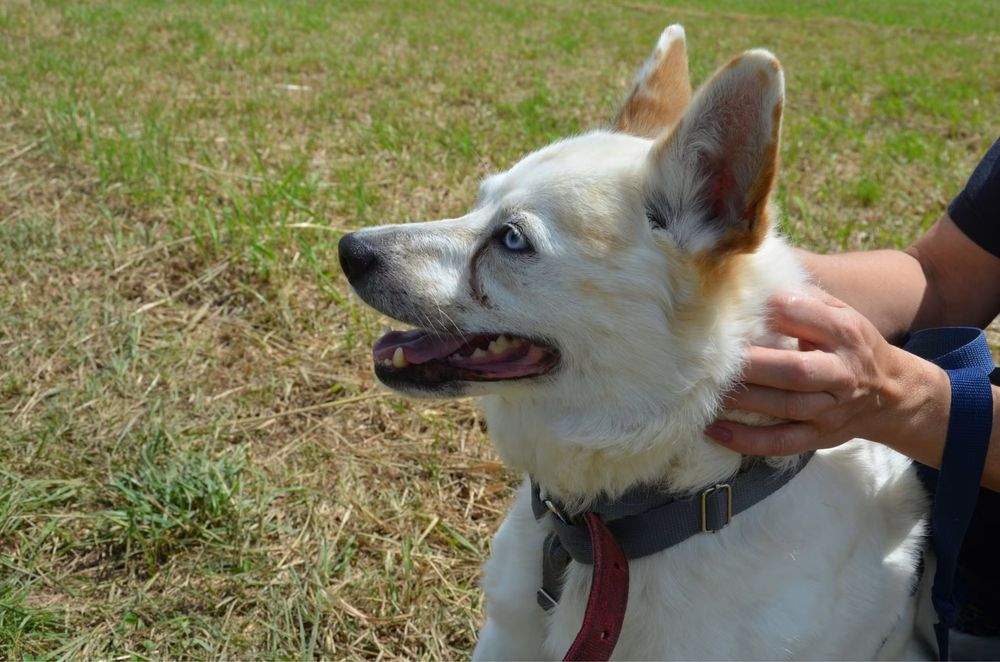Piekny jasny piesek Kacper szuka domu! Adopcja psa